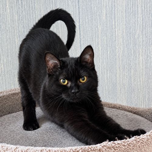 Goyave, adorable chaton à l'adoption #3
