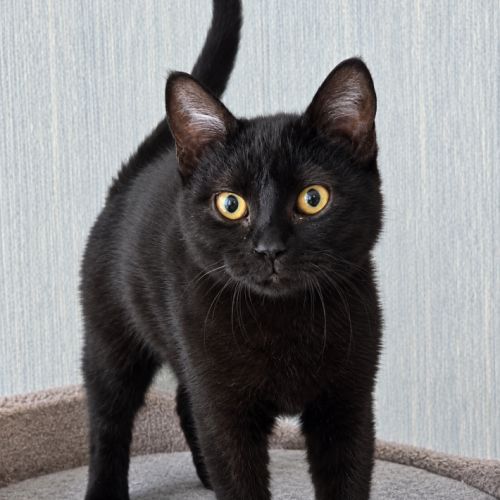 Goyave, adorable chaton à l'adoption #4