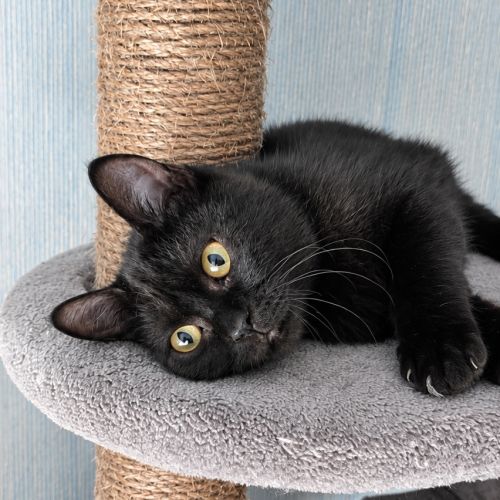 Goyave, adorable chaton à l'adoption #5