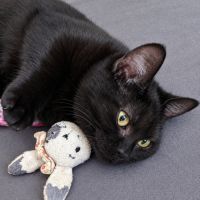 Goyave, adorable chaton à l'adoption #2