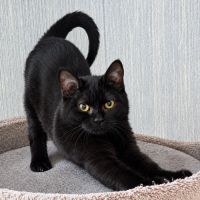 Goyave, adorable chaton à l'adoption #3