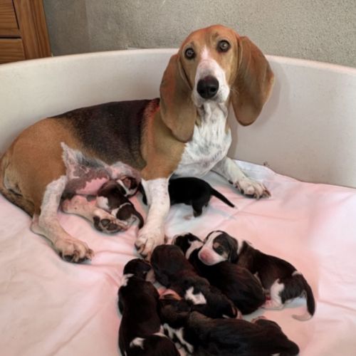 Chiots bassets artésiens