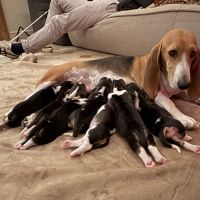 Chiots bassets artésiens #3