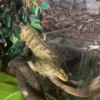 Couple de leachianus