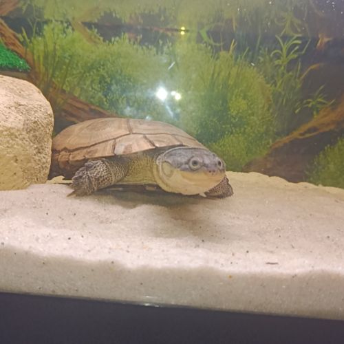 Tortue avec aquarium #0