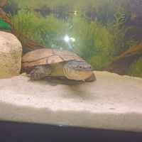 Tortue avec aquarium