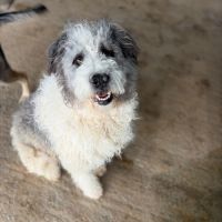 Major sauvé de la mort en roumanie, à l’adoption #2