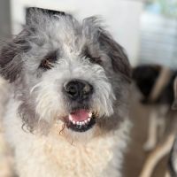 Major sauvé de la mort en roumanie, à l’adoption #4