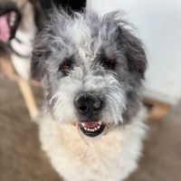Major sauvé de la mort en roumanie, à l’adoption #5