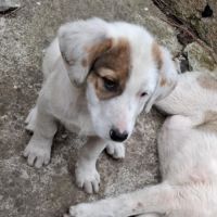 Rose sauvée de l’attache en roumanie, à l’adoptio #3