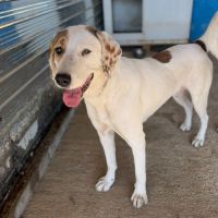 Rose sauvée de l’attache en roumanie, à l’adoptio #5