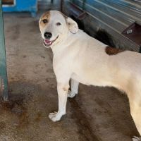 Rose sauvée de l’attache en roumanie, à l’adoptio #8