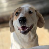 Rose sauvée de l’attache en roumanie, à l’adoptio #9