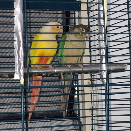 Couple conure