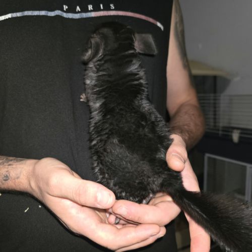 Chinchilla noir