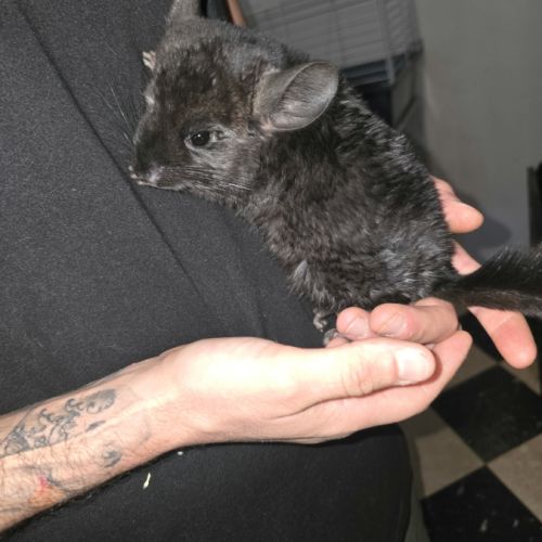 Chinchilla noir #2