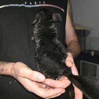 Chinchilla noir