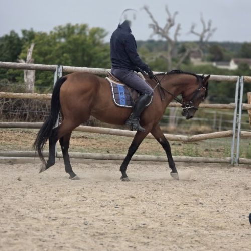 Cheval cso / balade #2