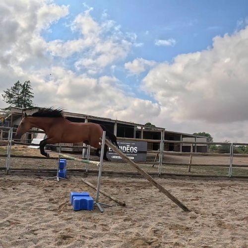 Cheval cso / balade #4