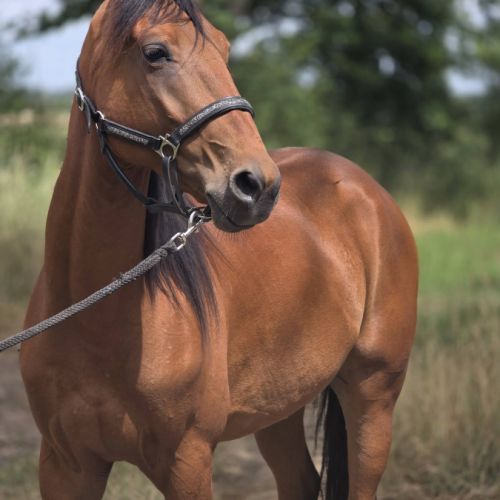Cheval cso / balade #5