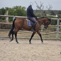 Cheval cso / balade #2