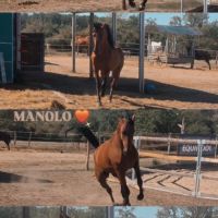 Cheval cso / balade #0