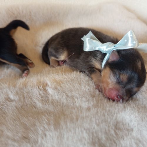 Spitz bleu & tan merle #3
