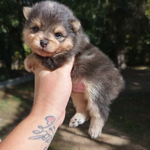 Spitz bleu & tan merle #6