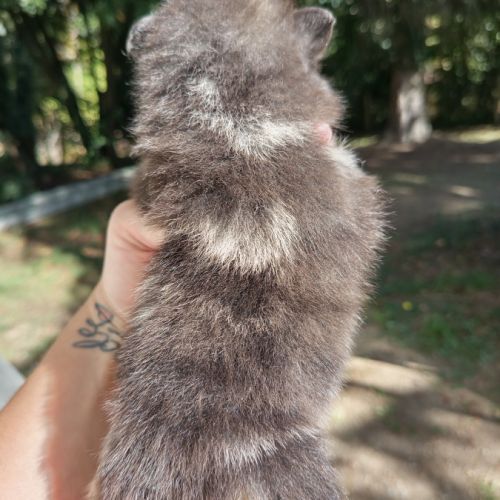 Spitz bleu & tan merle #8