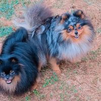 Spitz bleu & tan merle