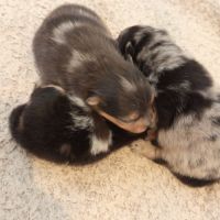 Spitz bleu & tan merle #2