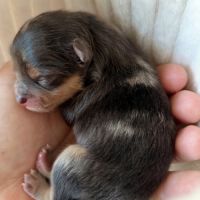 Spitz bleu & tan merle #4