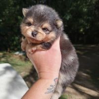 Spitz bleu & tan merle #5