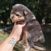 Spitz bleu & tan merle #7
