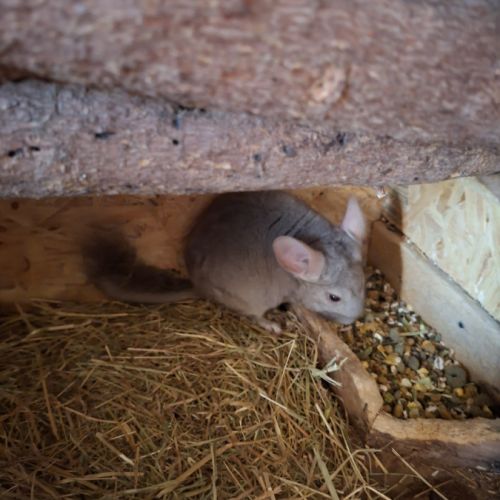 Chinchillas a vendre #3