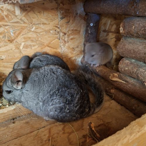 Chinchillas a vendre #4