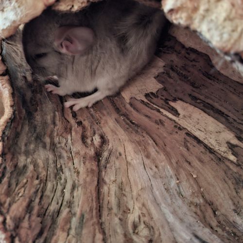 Chinchillas a vendre #6