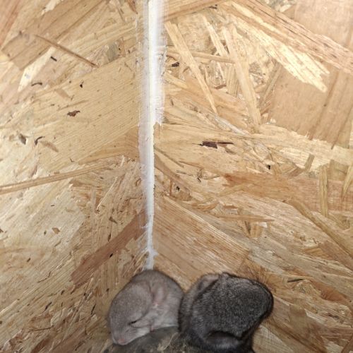 Chinchillas a vendre #0