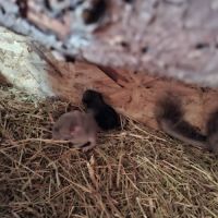 Chinchillas a vendre #2
