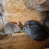 Chinchillas a vendre #5