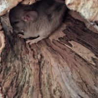 Chinchillas a vendre #6