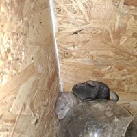 Chinchillas a vendre #8