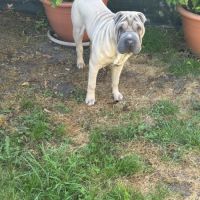 Donne shar pei de 10 mois #1