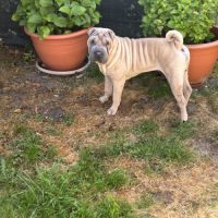 Donne shar pei de 10 mois