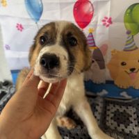 Boomer sauvé de la rue en roumanie