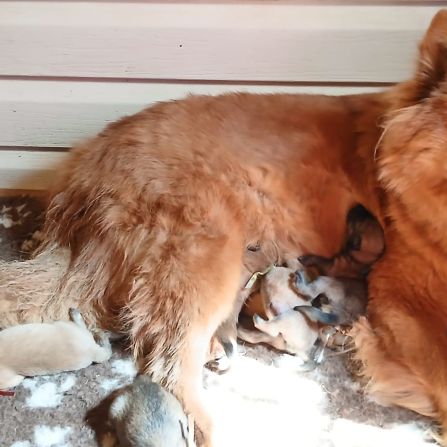 Chiot eurasier lof