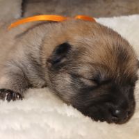 Chiot eurasier lof #4