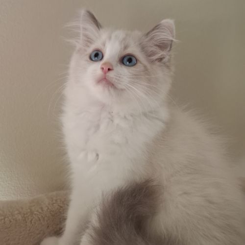 Chatons ragdoll non loof