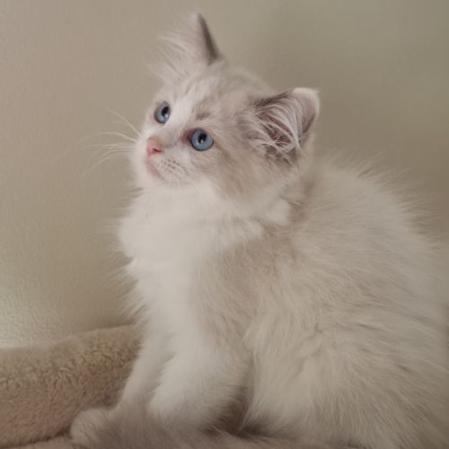 Chatons ragdoll non loof #2