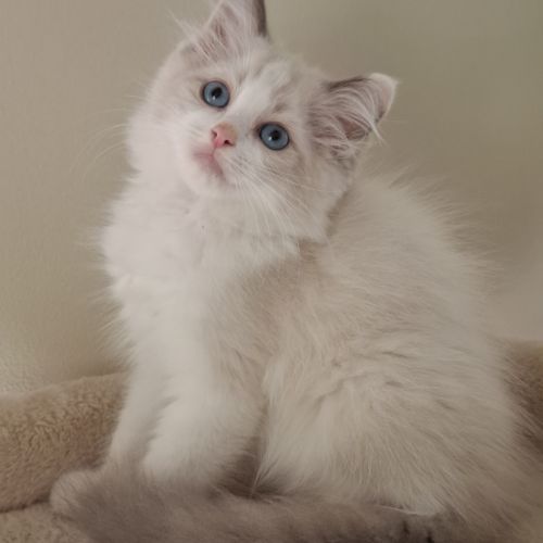 Chatons ragdoll non loof #3